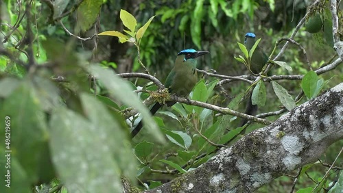 Pair of colourful Andean Motmot birds show unique racquet tip tail photo