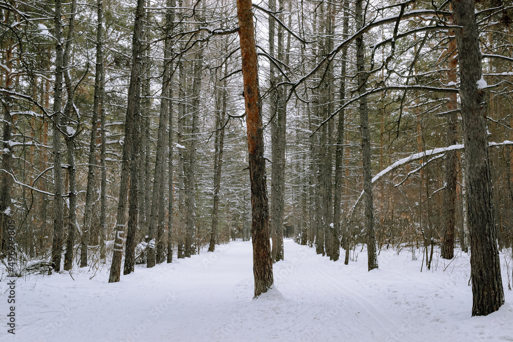 Alley of dead pine trees in winter forest Alley of dead pine trees in winter forest