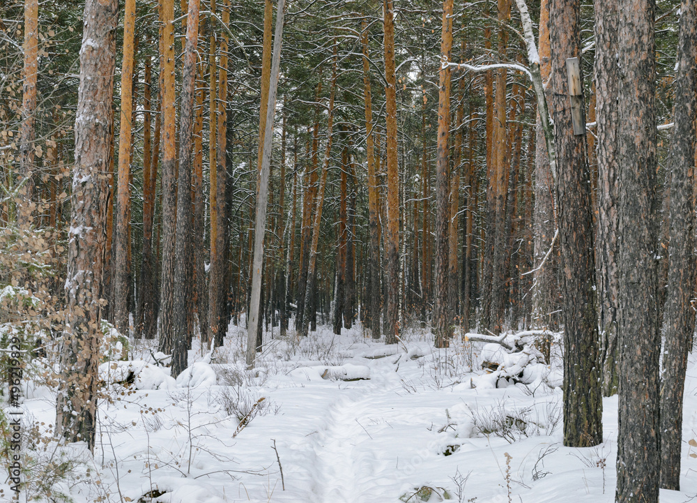 Pine winter snowy forest on a cloudy frosty day Pine winter snowy forest on a cloudy frosty day