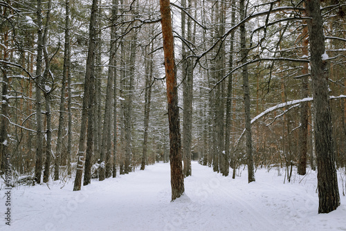 Alley of dead pine trees in winter forest