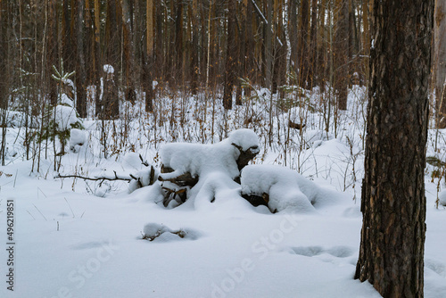 The trunk of a fallen tree under the snow looks like a lamb with white wool
