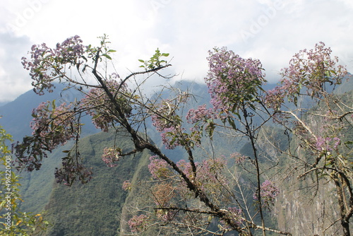 Flowers bloom at Macchu Picchu