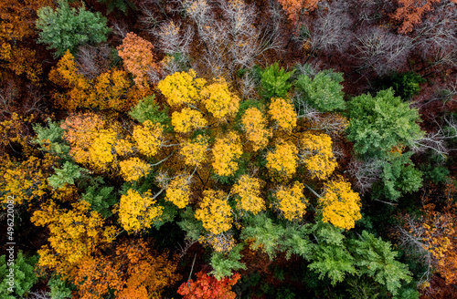 Autumn foliage -Aspen stand  Massachusetts 