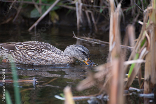A female Mallard duck searches for food in the reeds and bulrushes of a pond in Stouffville Ontario Canada.