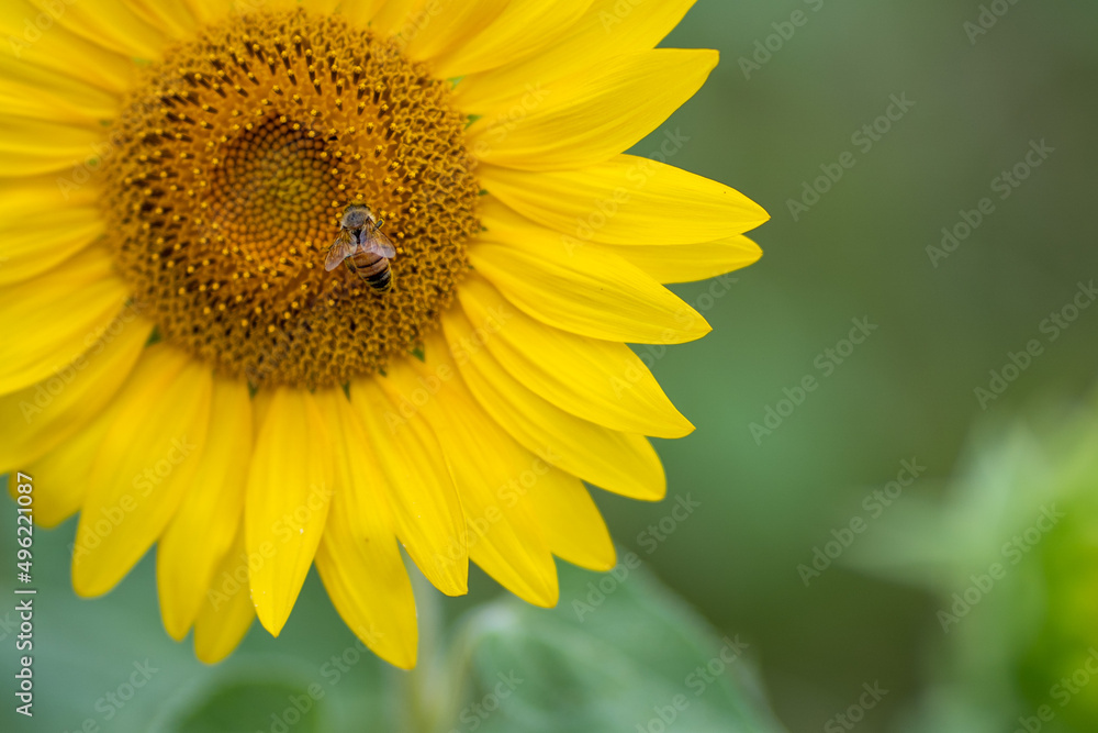Ape su girasole Ape su girasole
