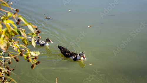 ducks in the water