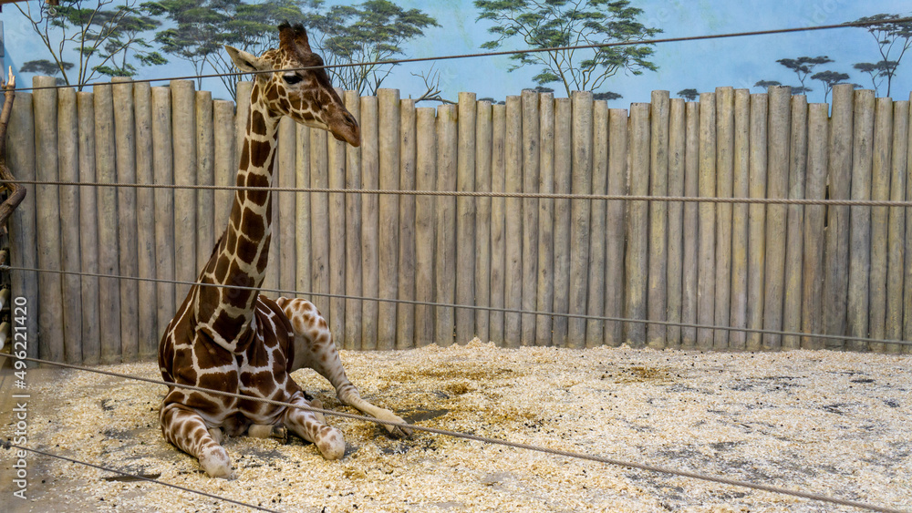 Фотография giraffe in zoo