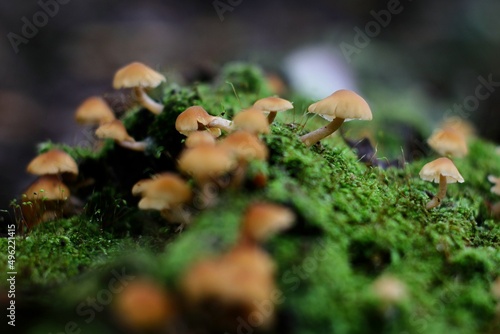 mushrooms in the forest