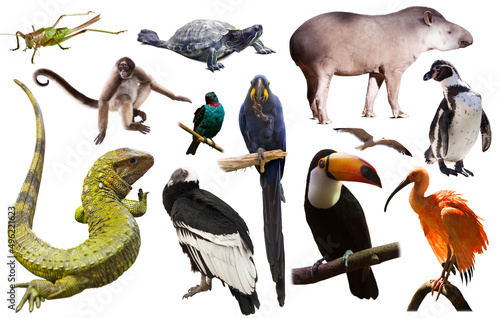 Set of South American animals. Isolated over white background photo