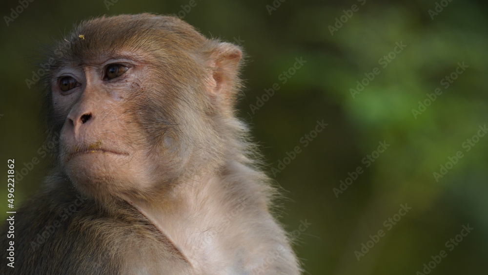 portrait of monkey portrait of monkey
