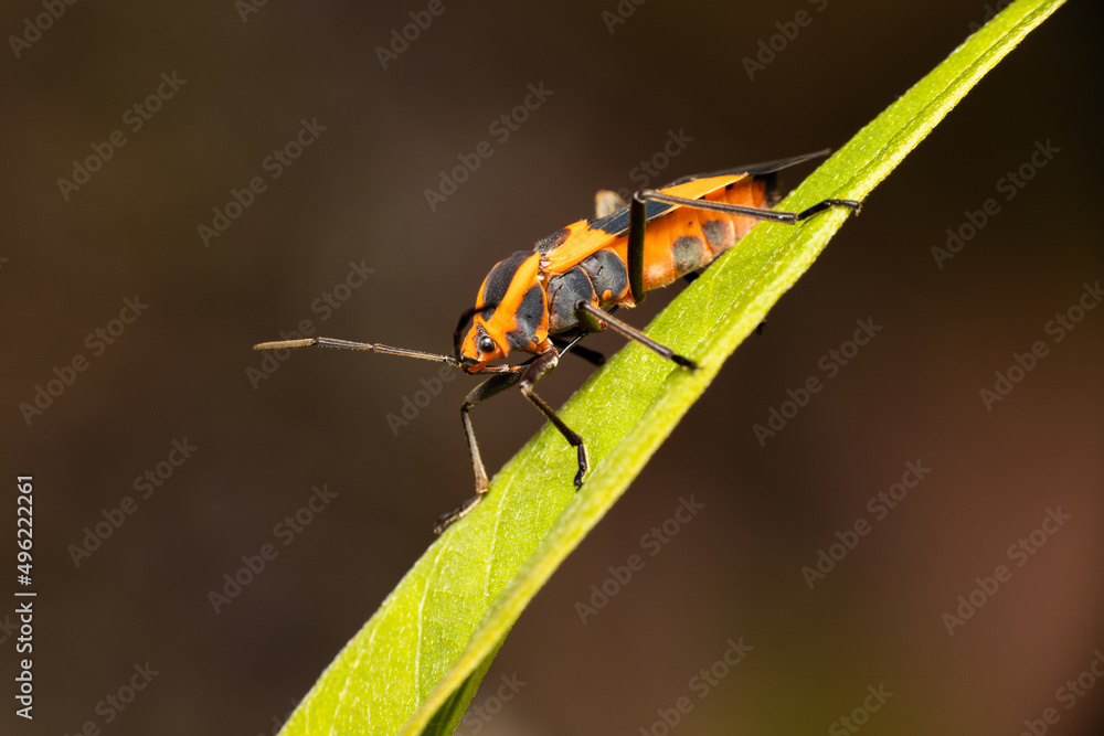 Milkweed Beetle on a Single Leaf Milkweed Beetle on a Single Leaf