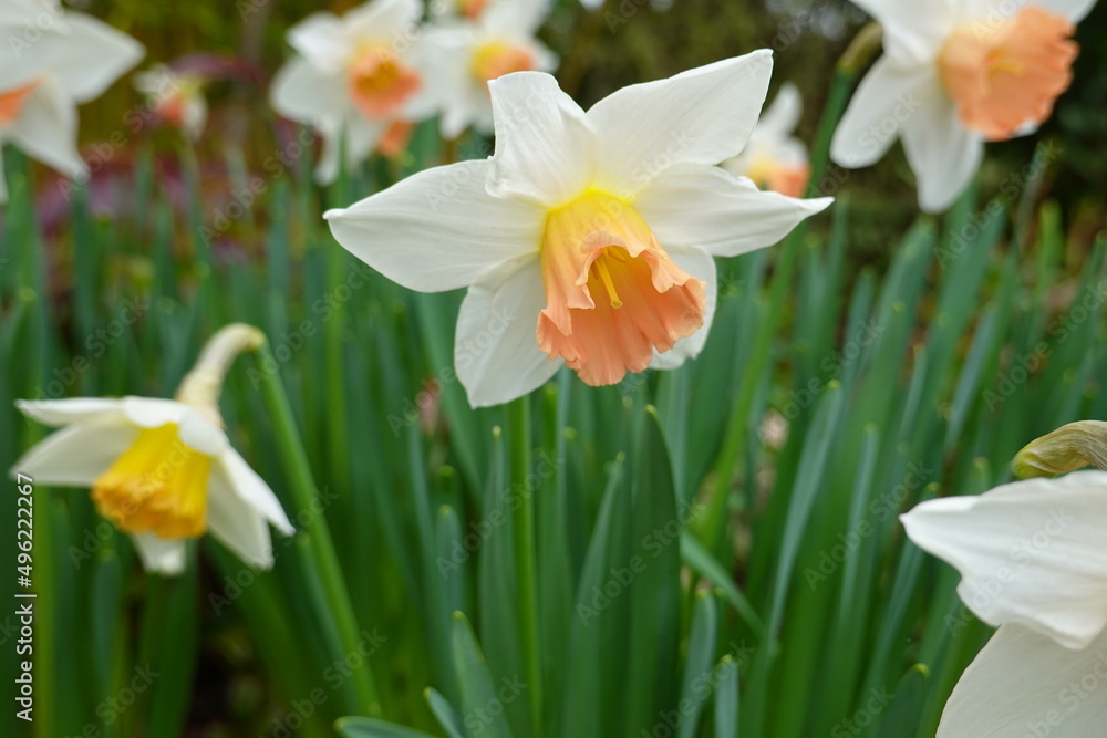 Narcissus pseudonarcissus is a small trumpet Daffodil with usually glaucous foliage and flowers with deep yellow trumpet and pale yellow perianth segments. Narcissus pseudonarcissus is a small trumpet Daffodil with usually glaucous foliage and flowers with deep yellow trumpet and pale yellow perianth segments.