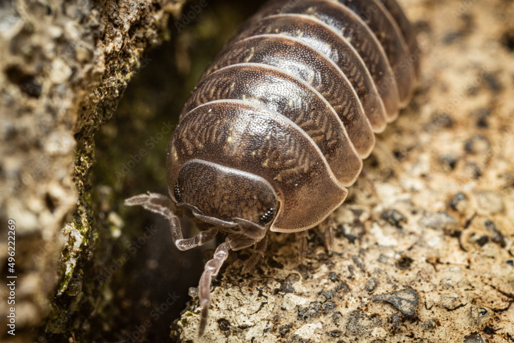 Pill Bug on the cement up close Pill Bug on the cement up close