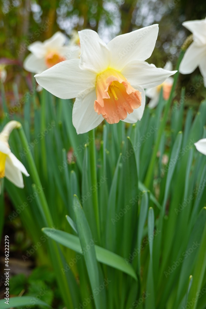 Closeup Narcissus pseudonarcissus (Wild Daffodil). Closeup Narcissus pseudonarcissus (Wild Daffodil).