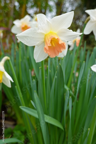 Closeup Narcissus pseudonarcissus (Wild Daffodil).