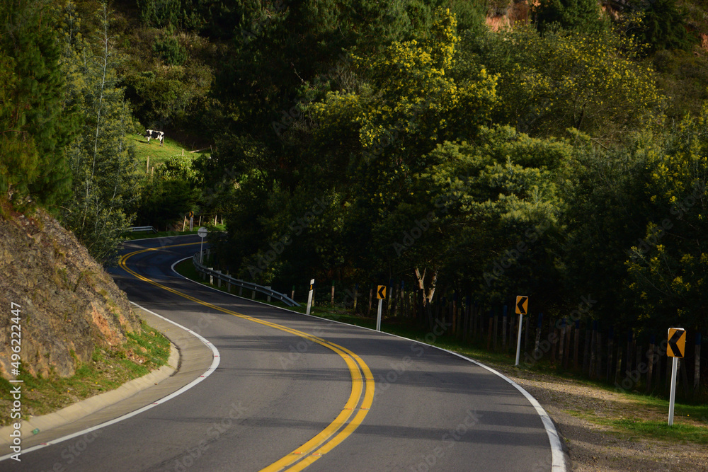 Fototapeta premium road in the forest