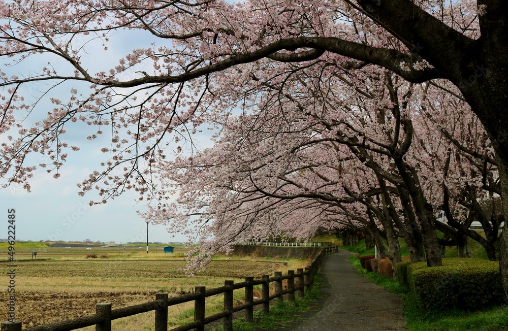 桜が満開　癒しの散策路　春の風景