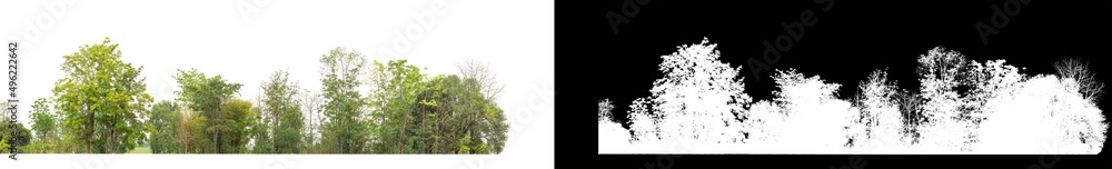 Green Trees isolated on white background.are Forest and foliage in summer for both printing and web pageswith cut path and alpha channel. Green Trees isolated on white background.are Forest and foliage in summer for both printing and web pageswith cut path and alpha channel.