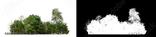 Fotografi Green Trees isolated on white background