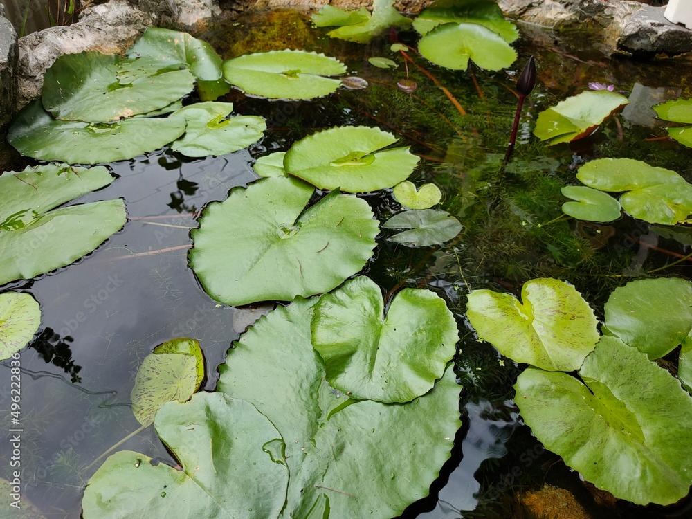 green water lily green water lily