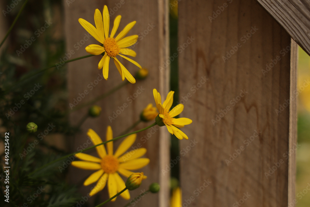 Obraz premium yellow flowers on wooden background