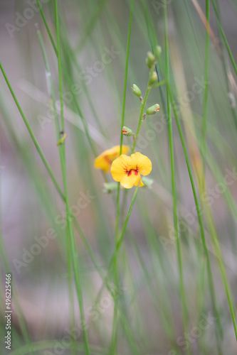 Australian native flower