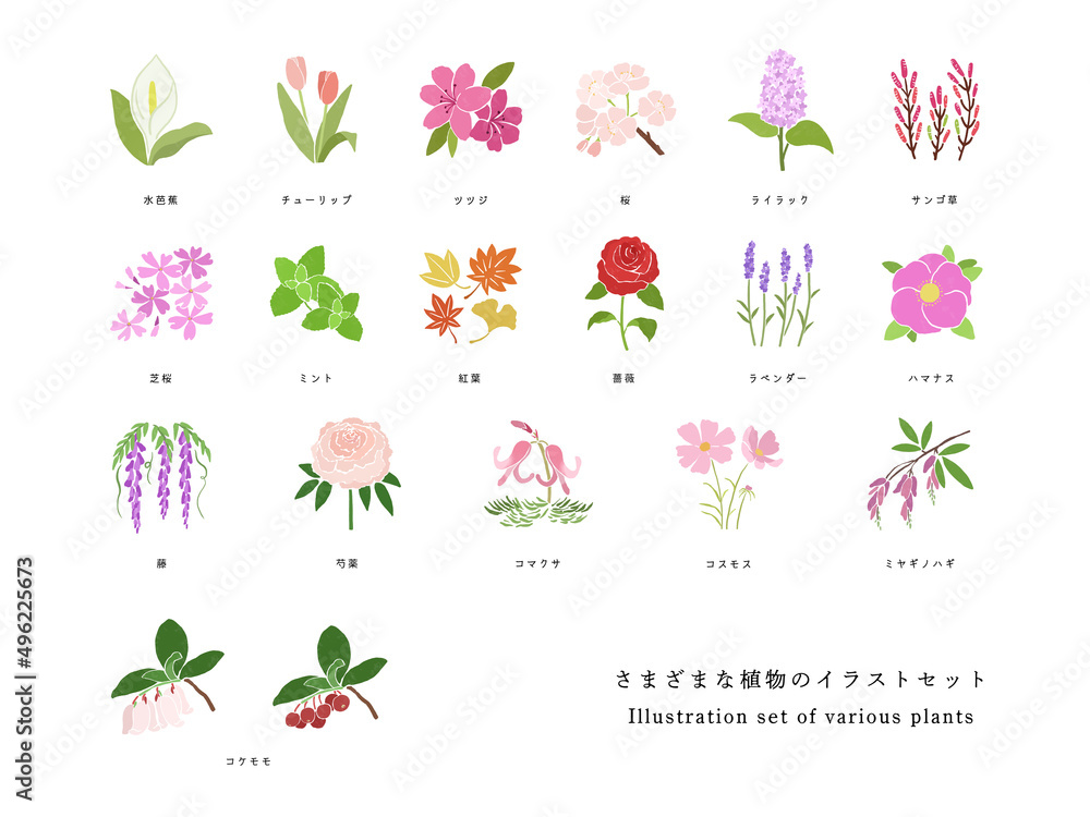 さまざまな種類の植物の手描きイラストセット Adobe Stock