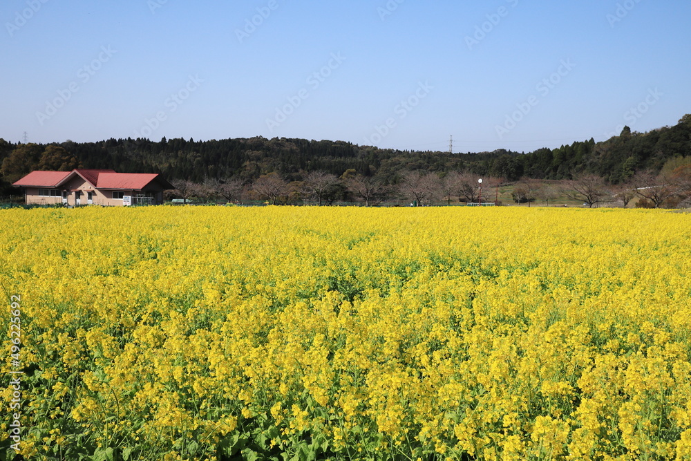 黄色の絨毯が広がる菜の花畑の美しい景色