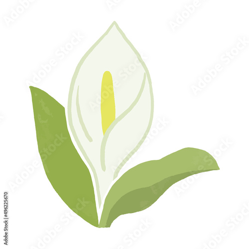 水芭蕉のシンプルな手描きベクターイラスト