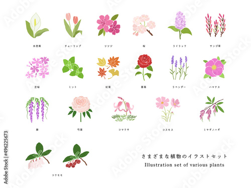さまざまな種類の植物の手描きイラストセット