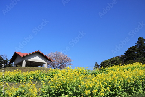 桜の木が見える菜の花畑と青い空 © v_0_0_v