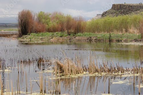 reeds in the water