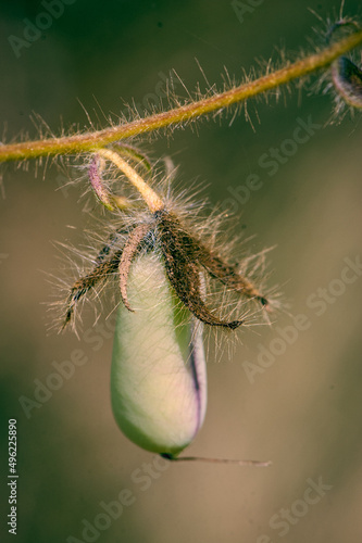 close up of a thistle