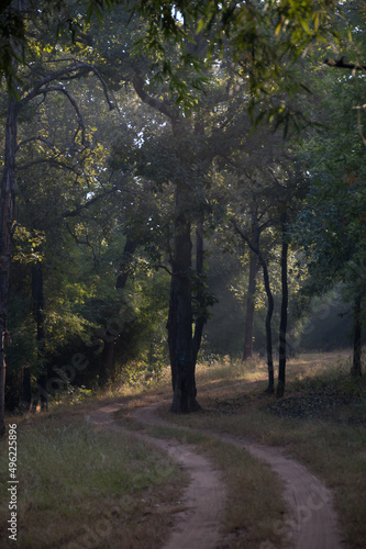 path in the woods