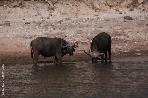 buffalo in water