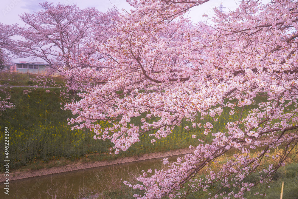 川沿いに咲く桜