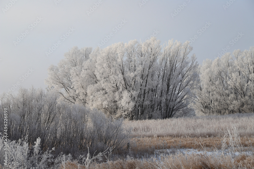 trees in the snow with hoarfrost trees in the snow with hoarfrost