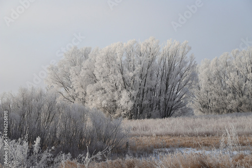 Wallpaper Mural trees in the snow with hoarfrost Torontodigital.ca