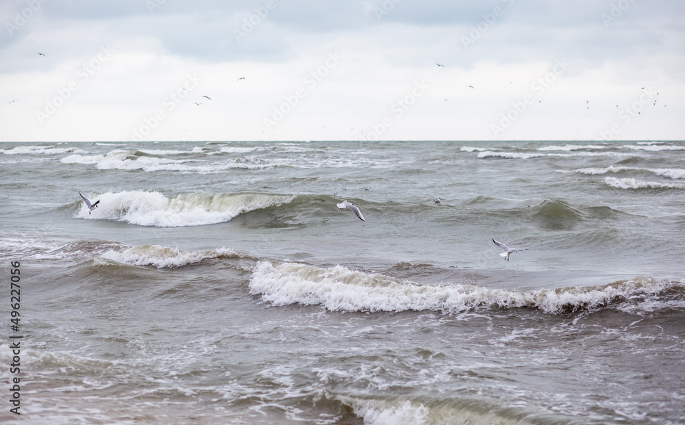 Fototapeta premium Huge waves raging in the sea and seagulls in the spray of waves. Storm at sea. Birds fly over the waves. Nature, environment, rough weather, danger