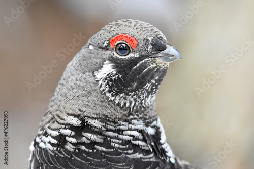 A Spruce Grouse wanders through the Alaskan wilderness on a spring day.