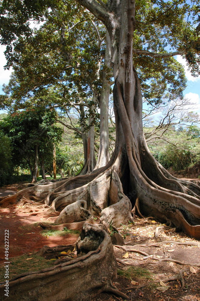 Large Roots Large Roots