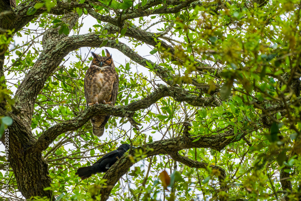 Adult Great Horned Owl Perched High up in a Tree in a Very Strong Wind Being Harassed by a Crow in Audubon Park, New Orleans, LA, USA	