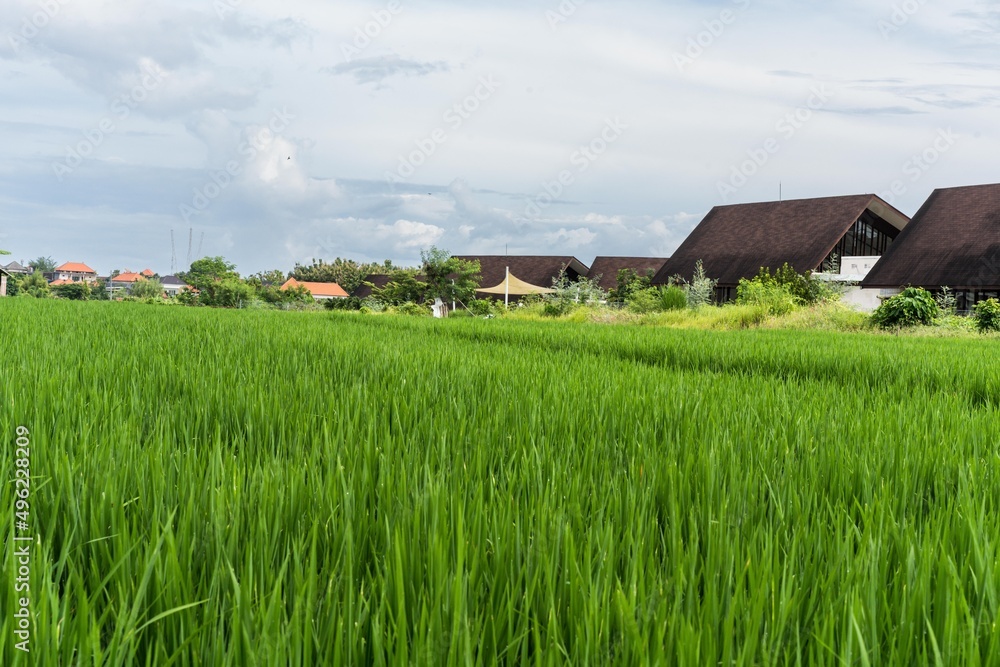 Rice filed in the village Rice filed in the village