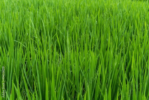 Green grass rice