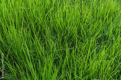 Green grass rice field