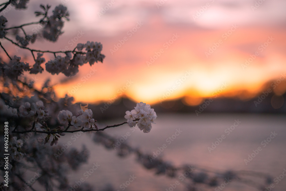 Obraz premium DC Cherry blossom 