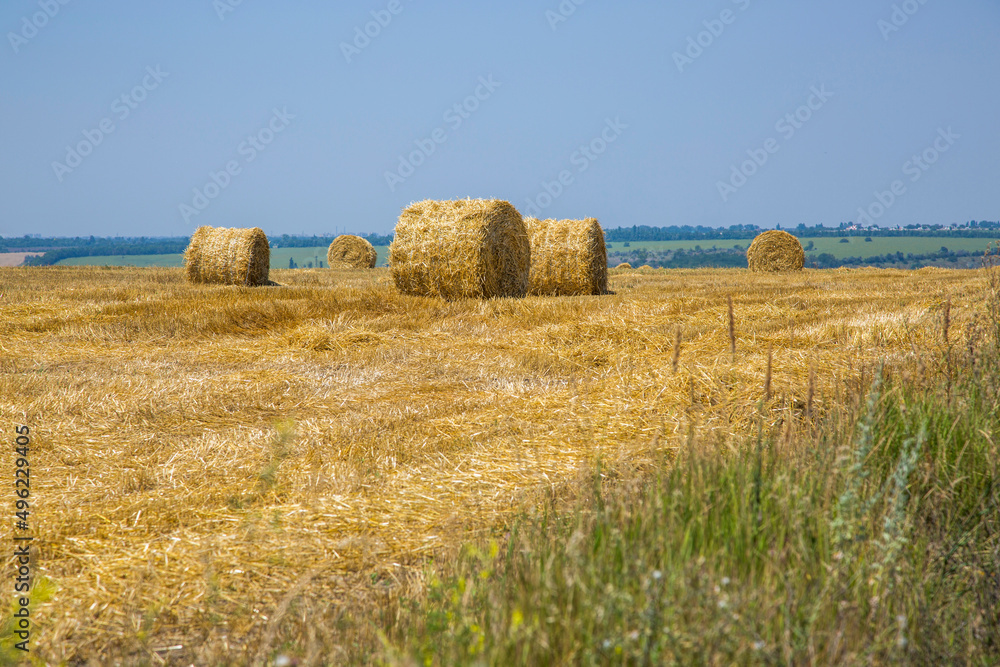 Rural landscape with wheat field after harvesting Rural landscape with wheat field after harvesting