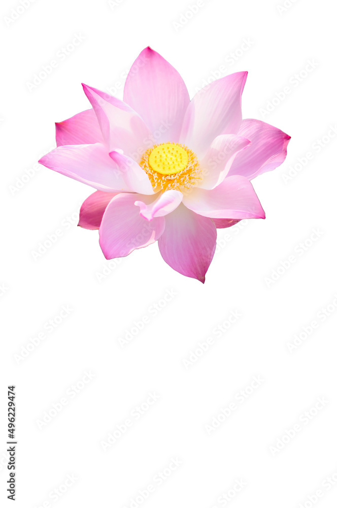 A Large Pink Lotus Isolated in White A Large Pink Lotus Isolated in White