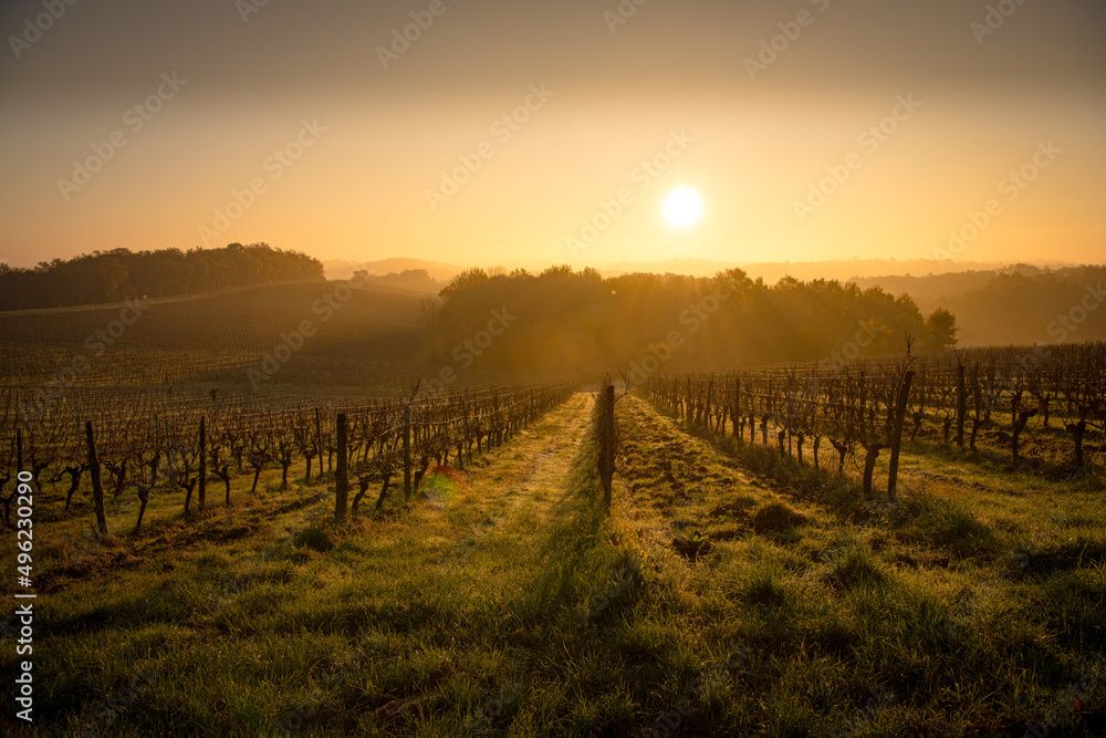 Bordeaux vineyard over frost and smog and freeze in winter, landscape vineyard
