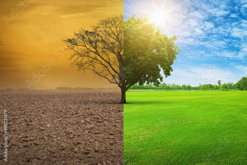 Global warming concept. A tree image showing of arid land changing environment.